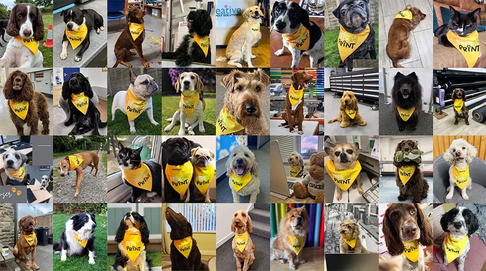Pets in Print 2026 competition deadlines